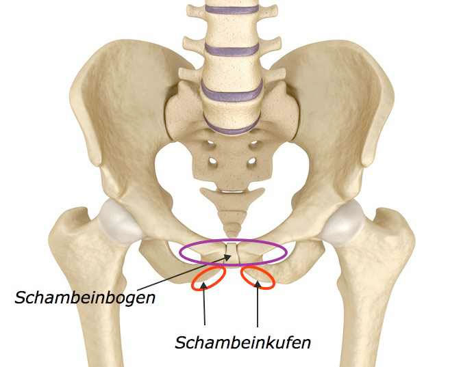 Schmerzen muskel schambein steißbein Schambein